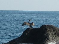 Acque_Grandi - Acque_grandi_Cormorano_20100124 029.jpg